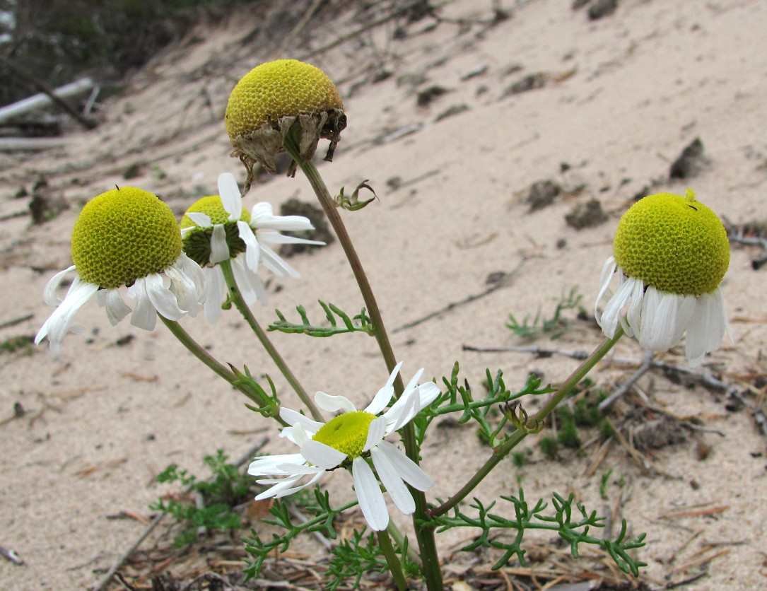 Image of Tripleurospermum inodorum specimen.