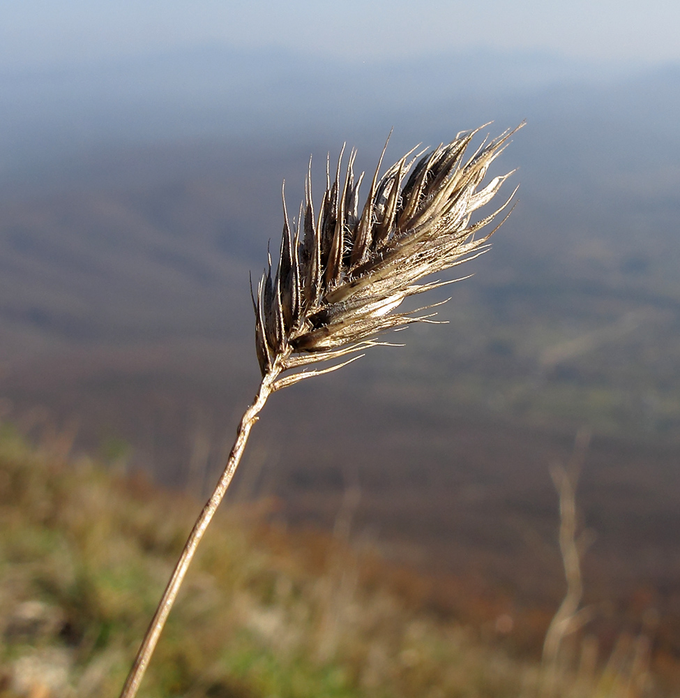 Изображение особи Agropyron pinifolium.