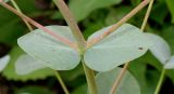 Eucalyptus gunnii