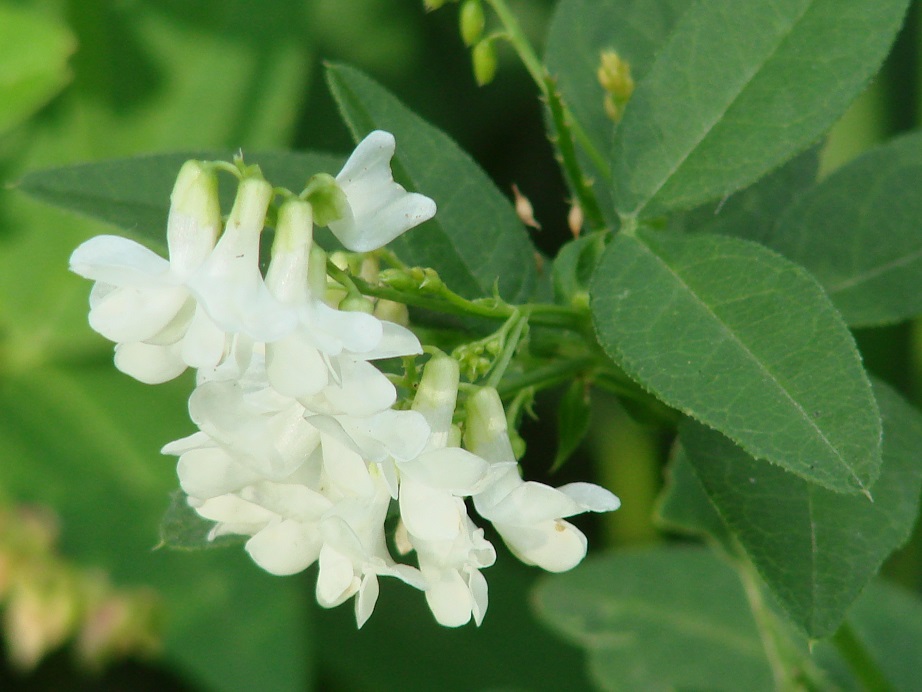 Image of Vicia unijuga specimen.