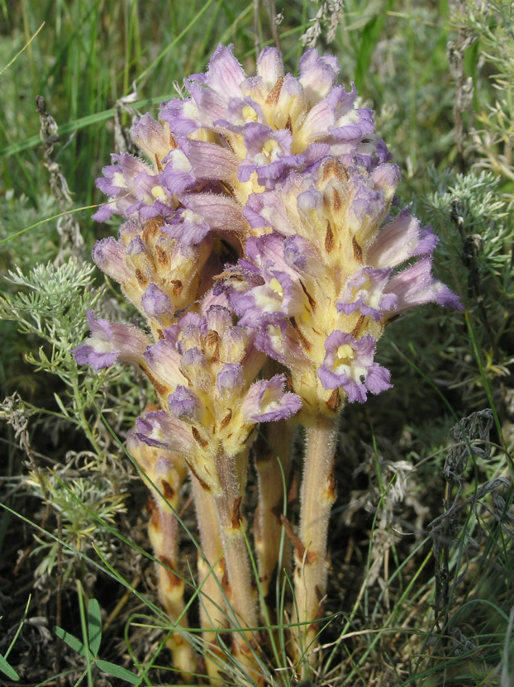 Image of Phelipanche pallens specimen.