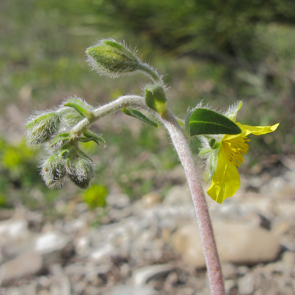 Изображение особи род Helianthemum.