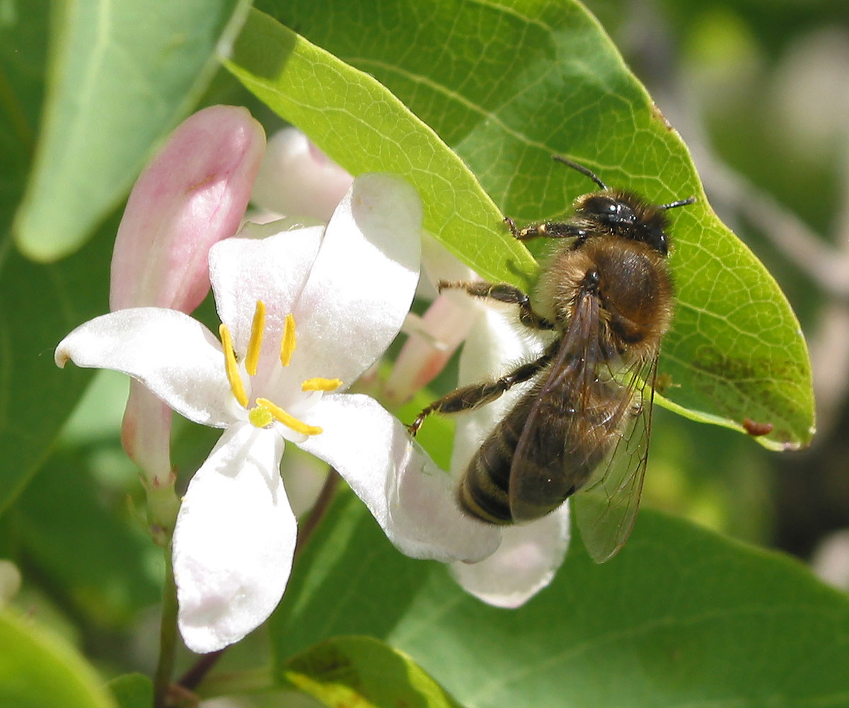 Image of Lonicera tatarica specimen.