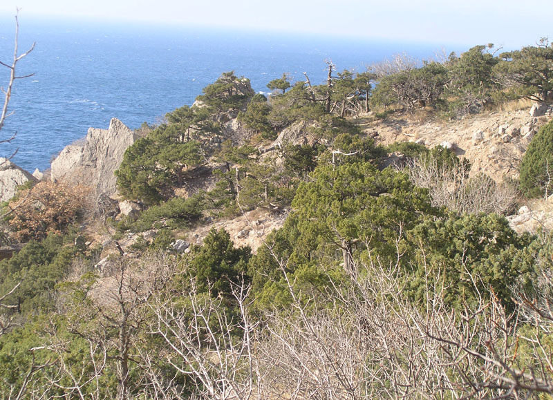 Image of Juniperus excelsa specimen.