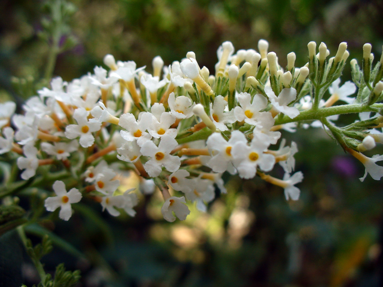 Image of Buddleja davidii specimen.