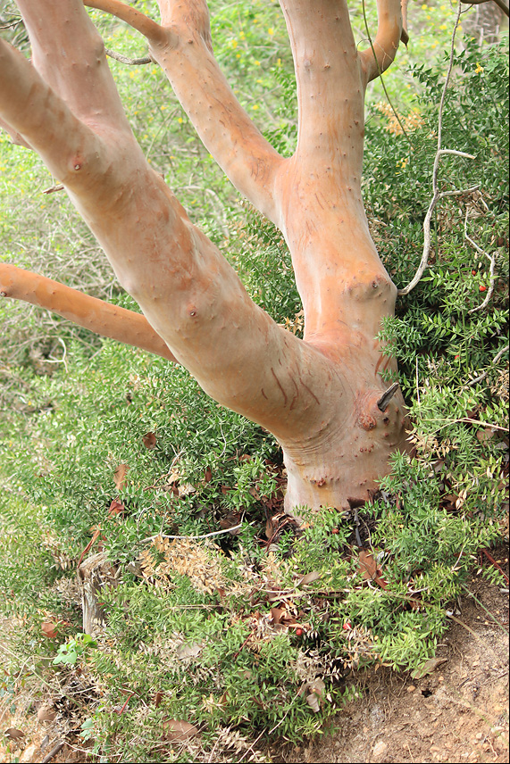 Изображение особи Arbutus andrachne.