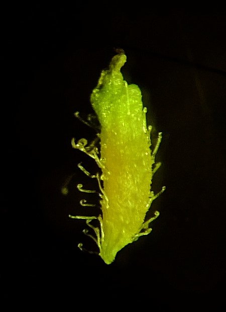 Image of Centipeda minima specimen.