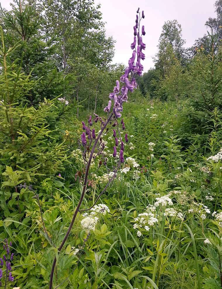 Изображение особи Aconitum septentrionale.