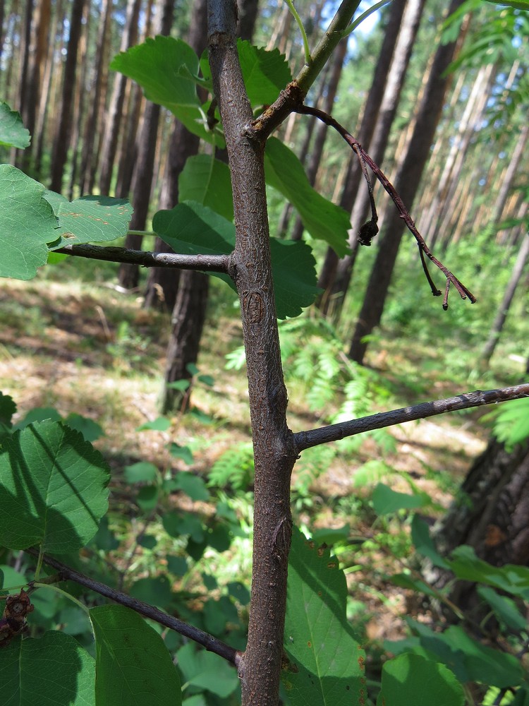 Image of Amelanchier alnifolia specimen.