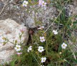 Chamaerhodos grandiflora. Цветущее растение. Иркутская обл., Ольхонский р-н, западное побережье оз. Байкал, побережье Малого моря, окрестности базы \"Чара\". 05.07.2014.