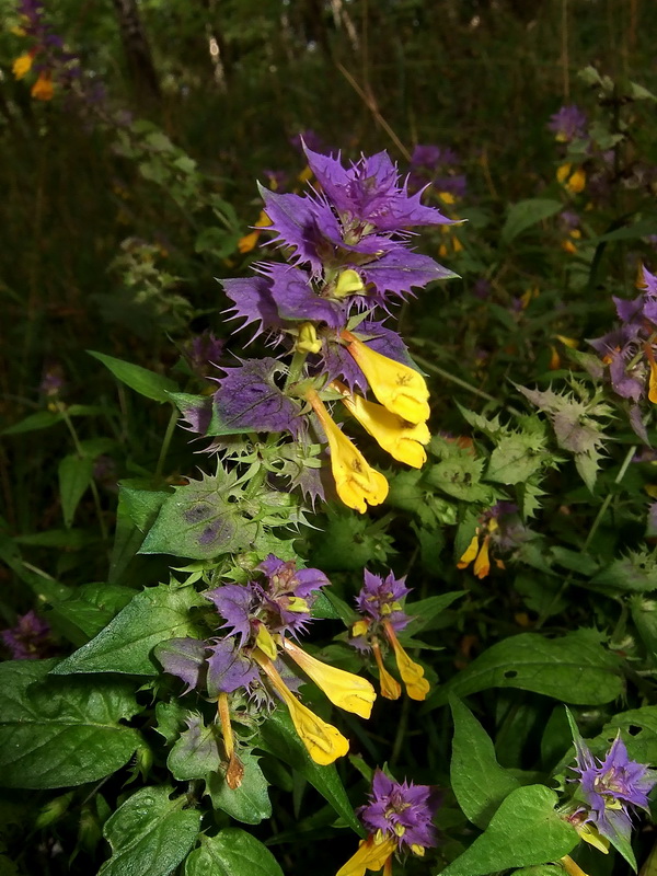 Изображение особи Melampyrum nemorosum.