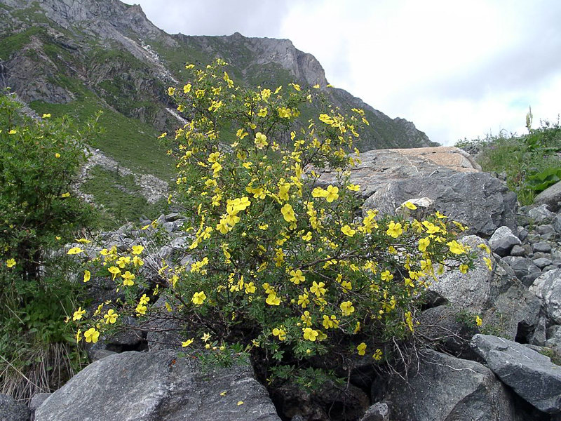 Изображение особи Dasiphora fruticosa.