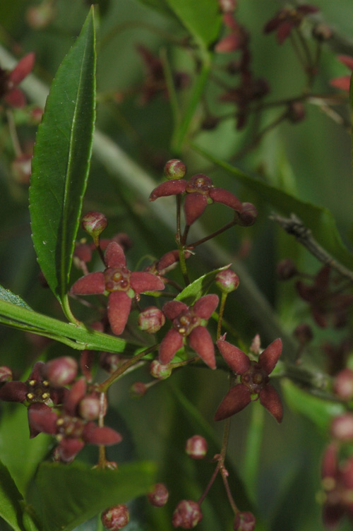 Image of Euonymus semenovii specimen.