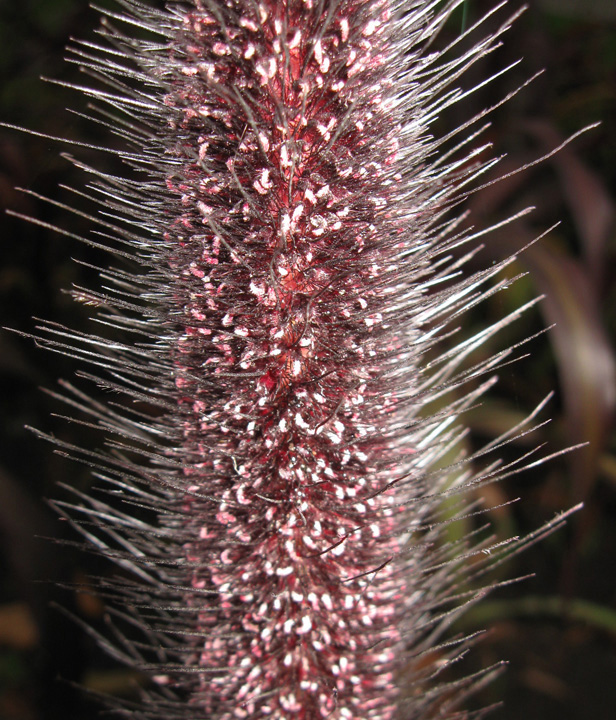 Image of Pennisetum americanum specimen.