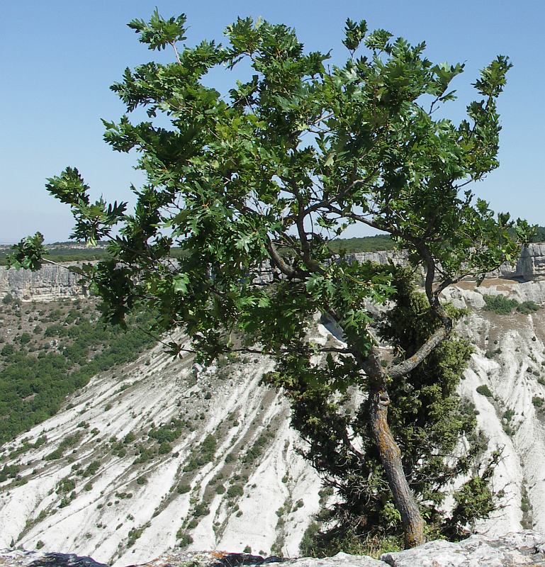 Image of Quercus petraea specimen.