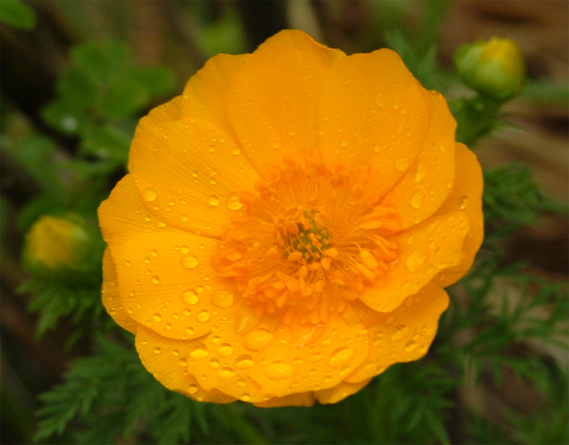 Image of Adonis apennina specimen.