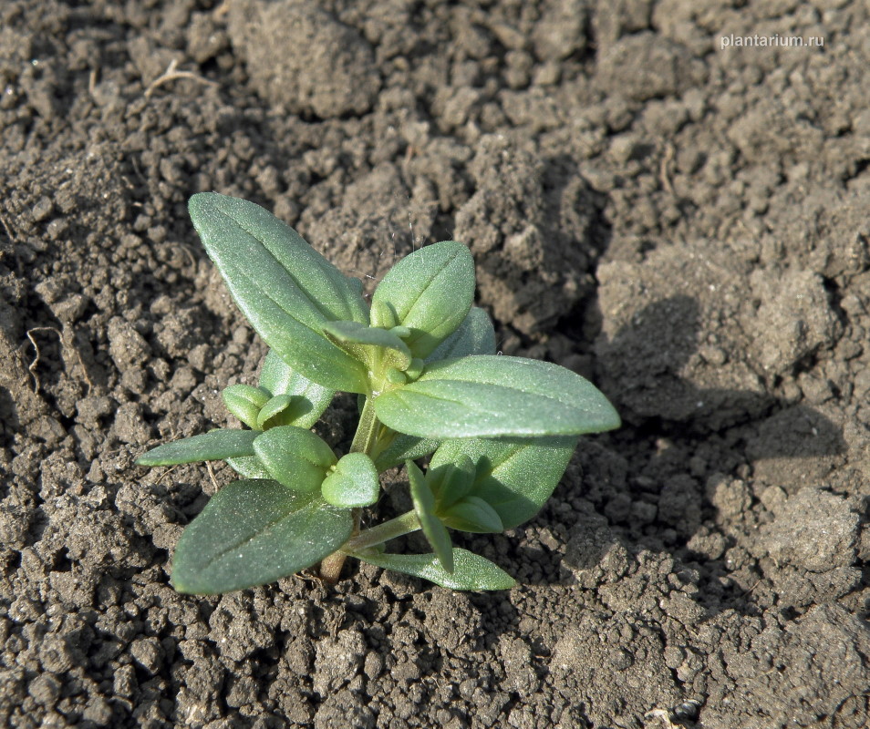 Изображение особи Anagallis foemina.