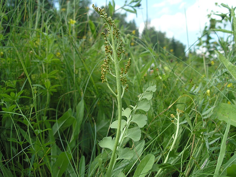 Image of Botrychium lunaria specimen.