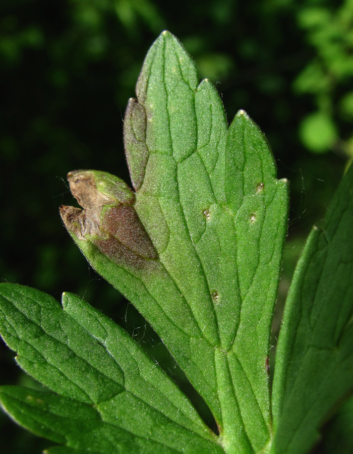 Image of Ranunculus repens specimen.