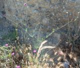 Sixalix atropurpurea. Цветущее растение. Греция, Метеоры. 08.06.2009.