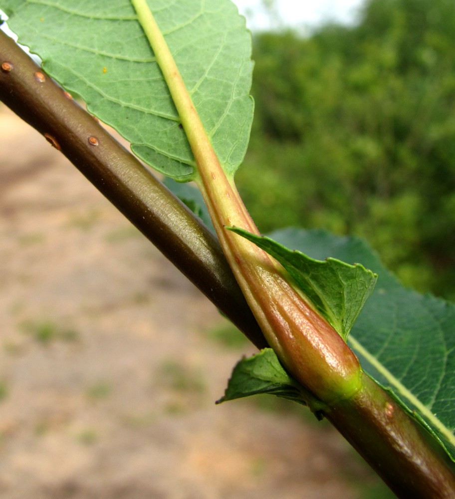 Image of Salix &times; tetrapla specimen.