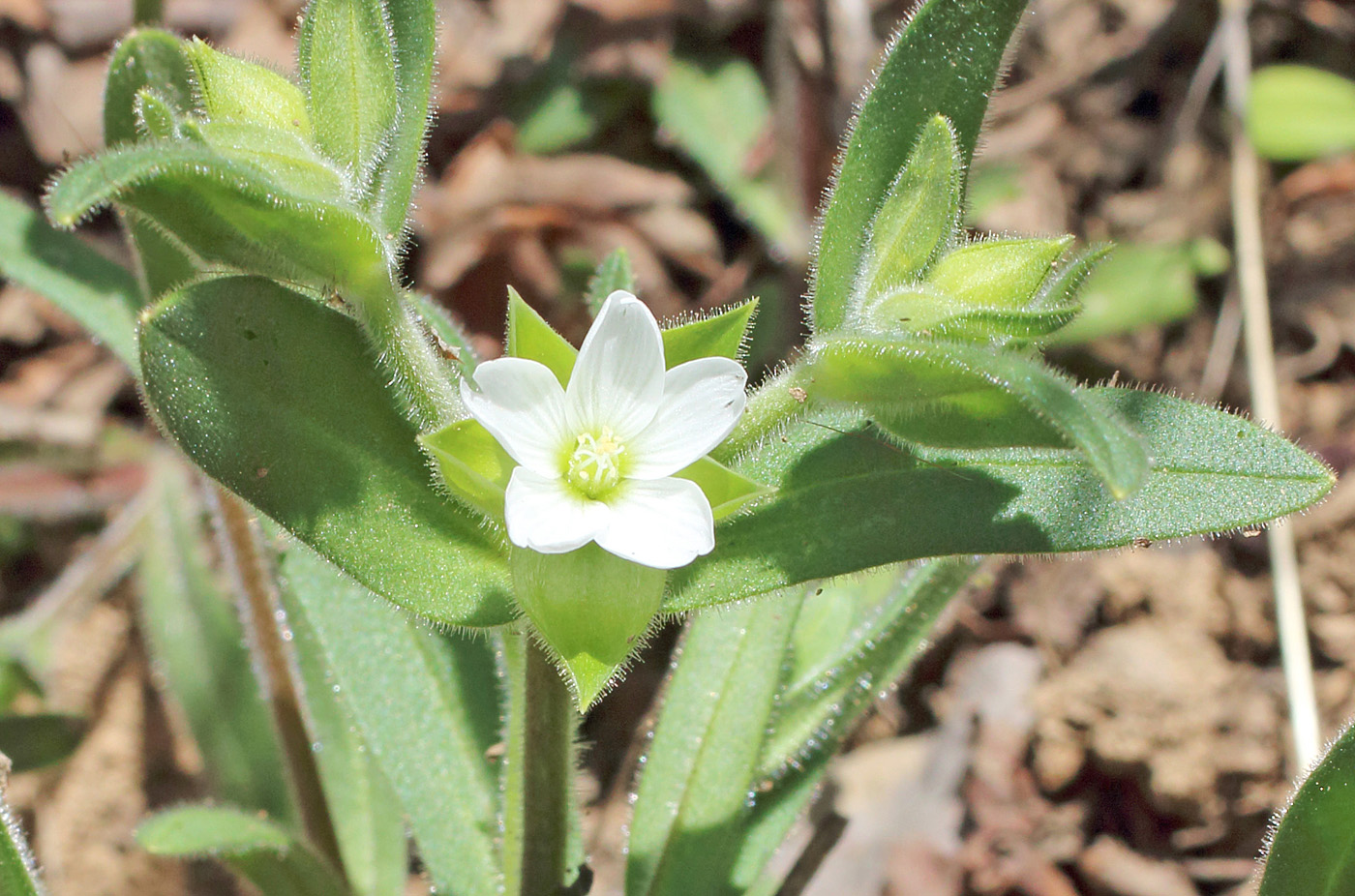 Image of Cerastium dichotomum specimen.