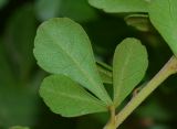 Rhus crenata