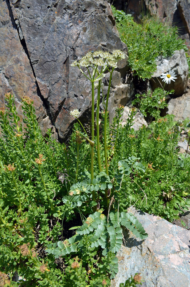 Image of Hymenolaena pimpinellifolia specimen.