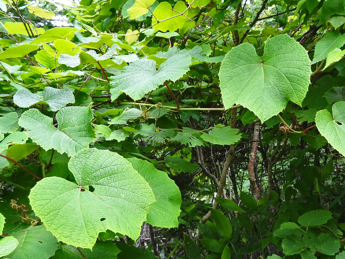 Изображение особи Vitis coignetiae.