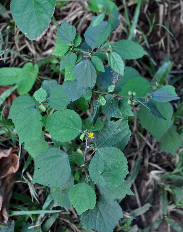 Image of Triumfetta rhomboidea specimen.