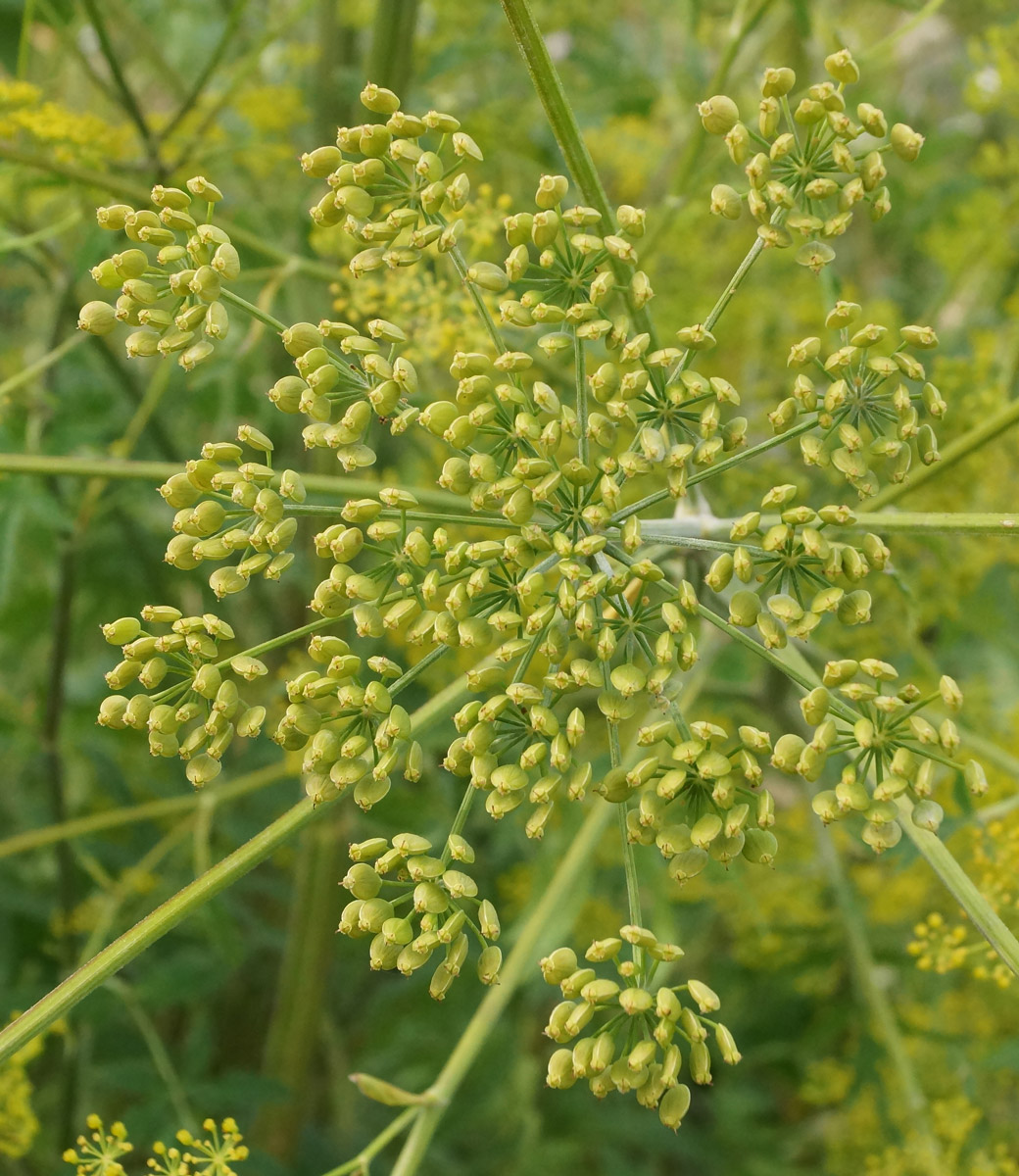 Изображение особи Pastinaca sylvestris.