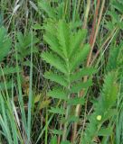 Potentilla acervata