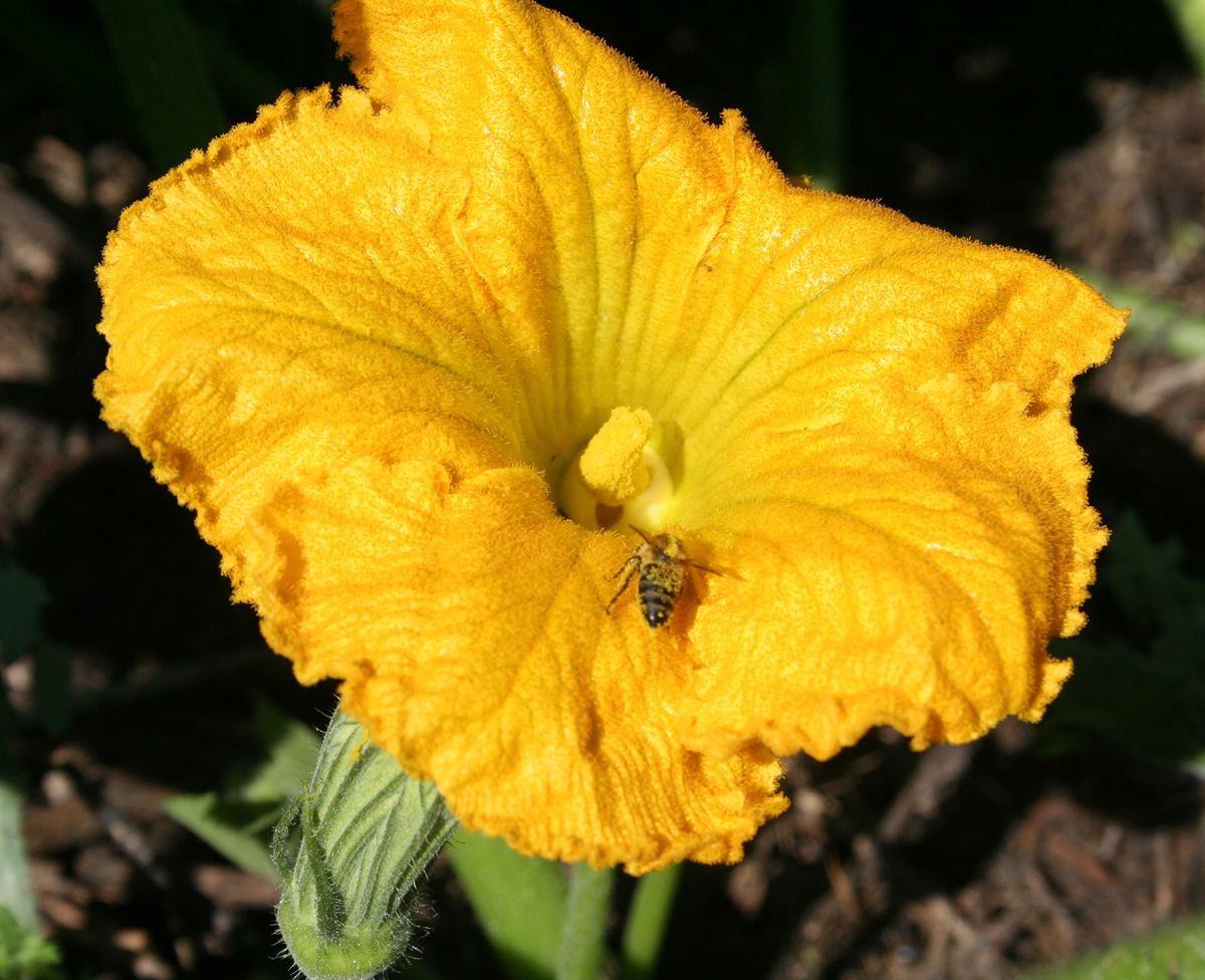 Image of Cucurbita maxima specimen.