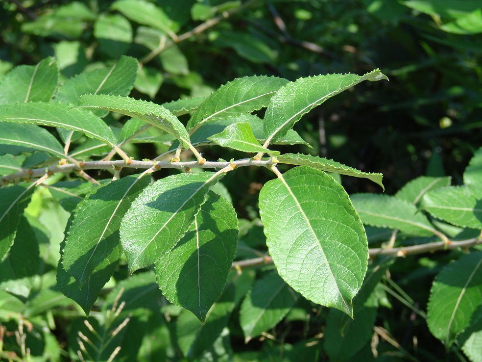 Image of Salix caprea specimen.