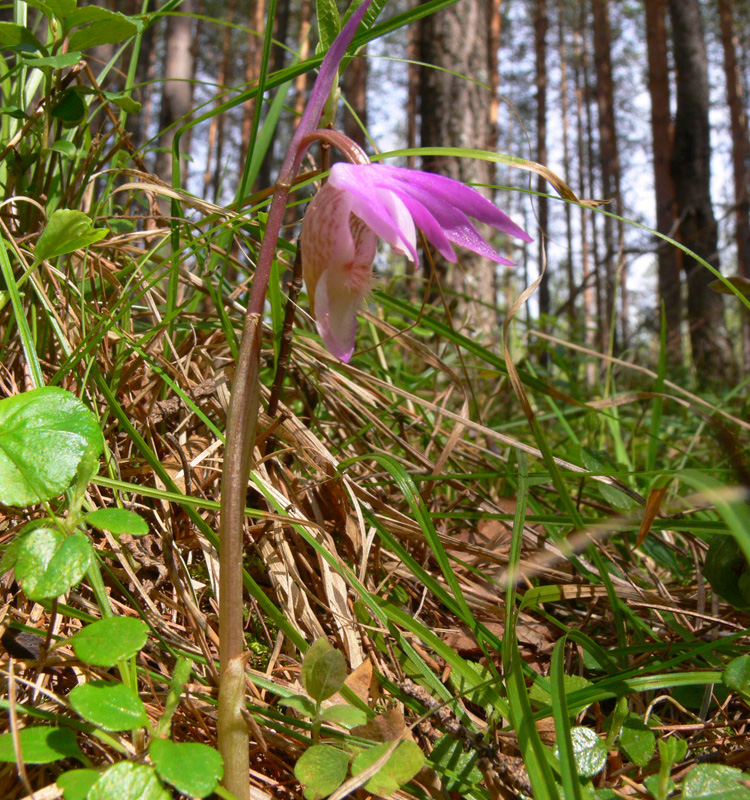 Изображение особи Calypso bulbosa.