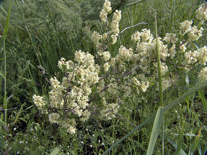 Image of Atraphaxis pyrifolia specimen.