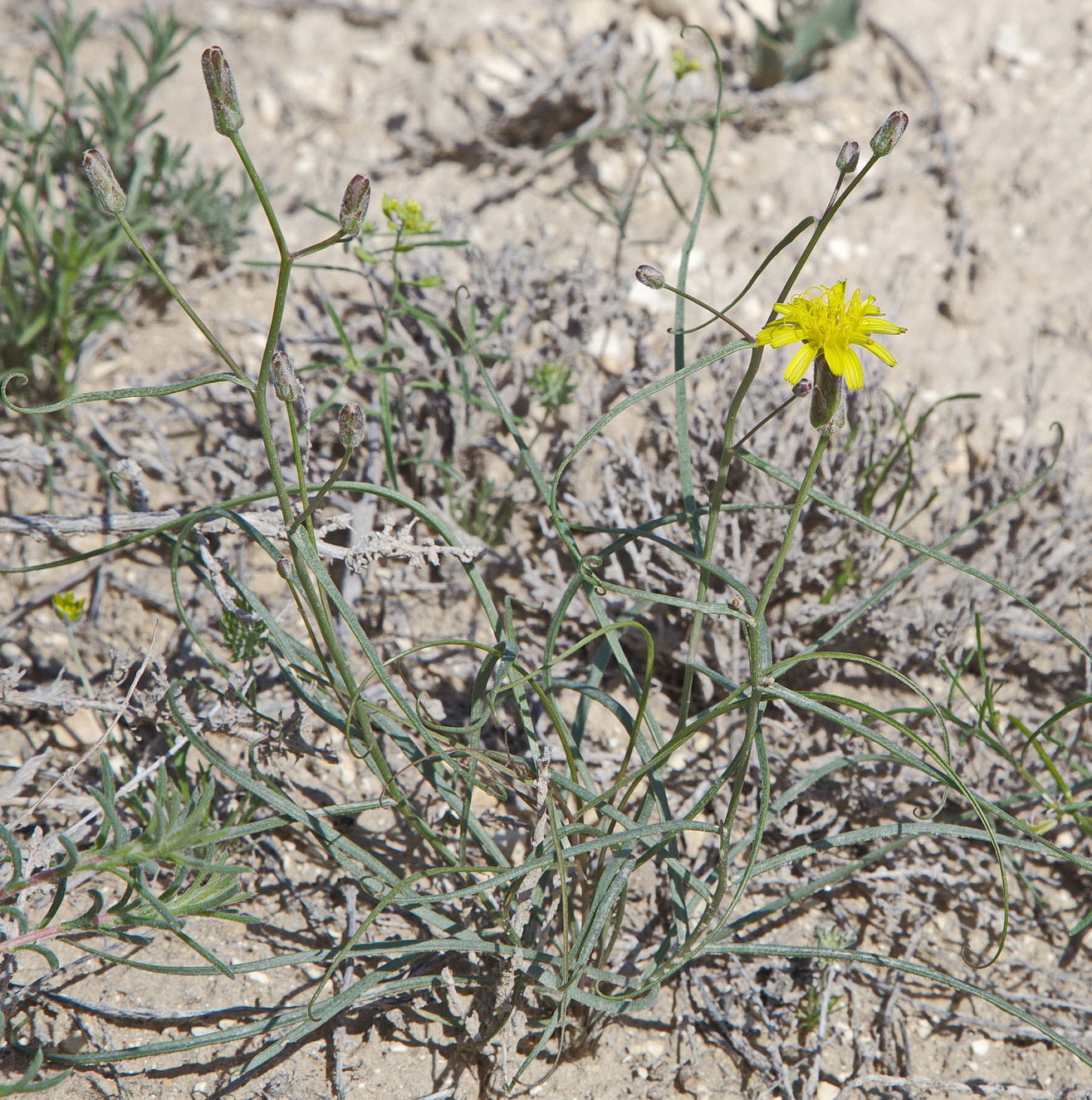 Image of Takhtajaniantha pusilla specimen.