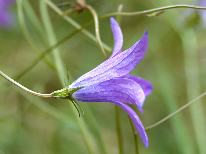 Image of Campanula patula specimen.