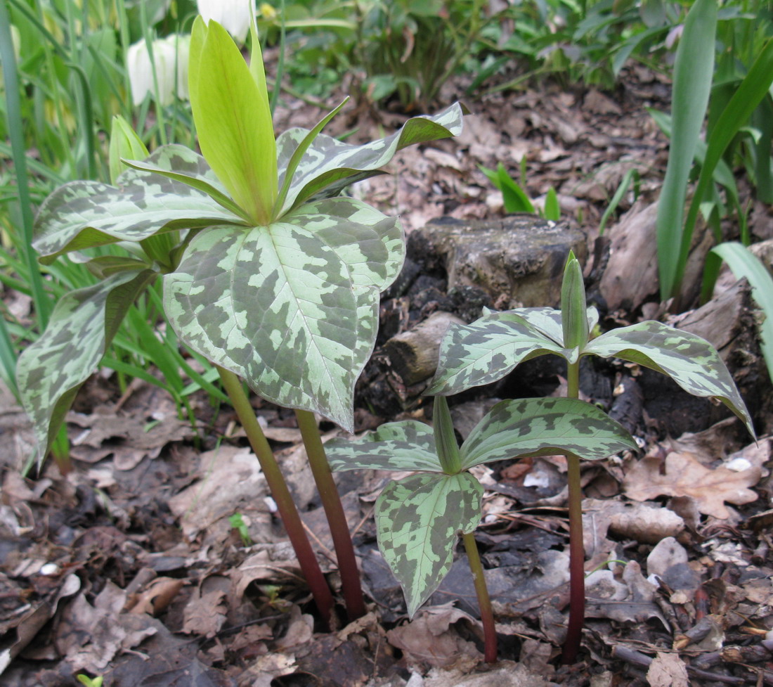 Image of Trillium cuneatum specimen.