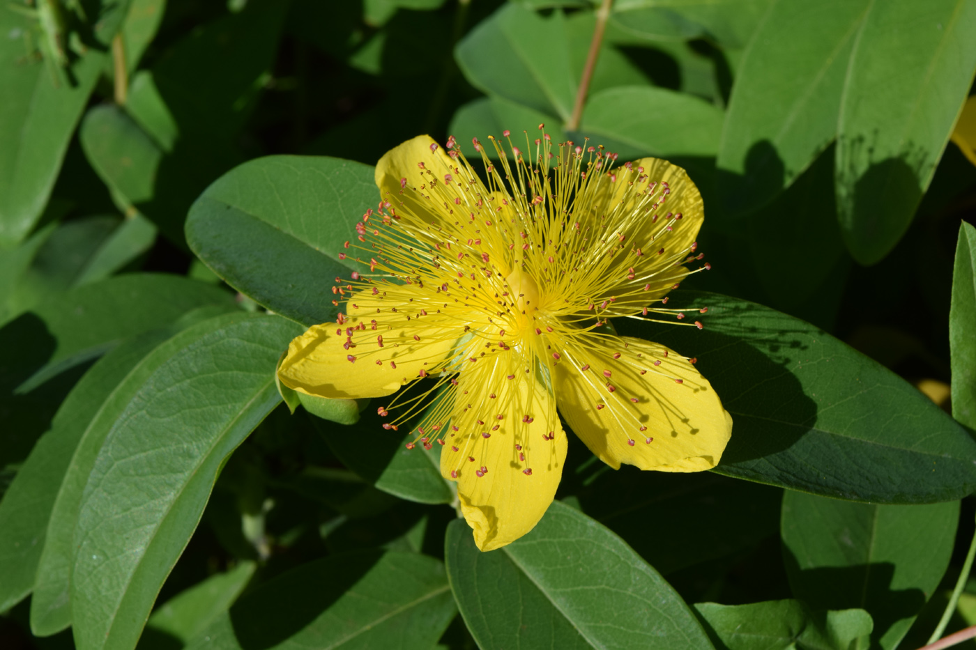 Image of Hypericum calycinum specimen.