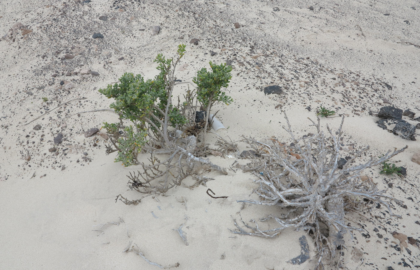 Image of Tetraena fontanesii specimen.