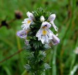 Euphrasia stricta. Верхушка цветущего растения в каплях дождя. Московская обл., Одинцовский р-н, окр. Звенигорода, лесная поляна. 06.09.2015.