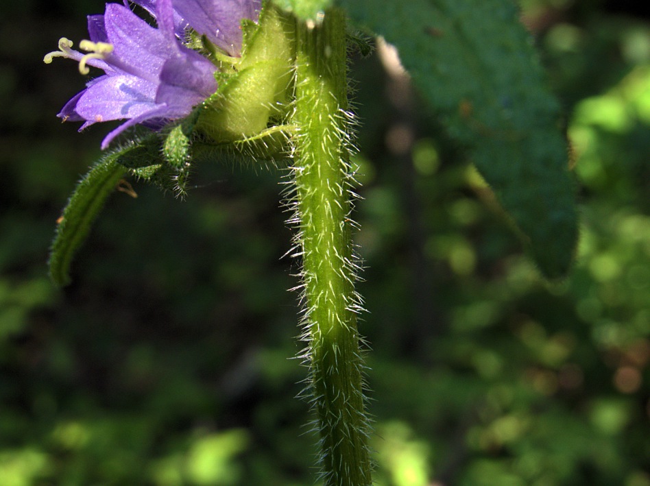 Изображение особи Campanula cervicaria.