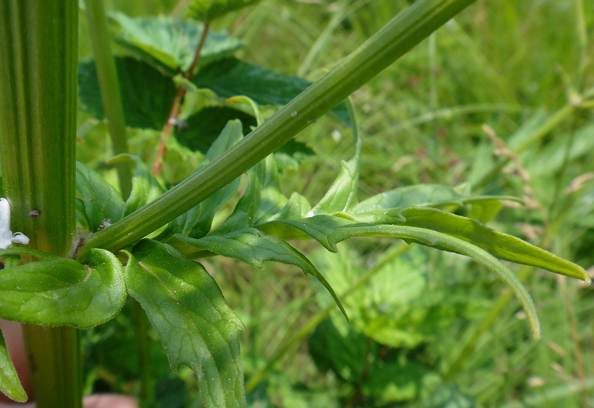 Image of genus Valeriana specimen.