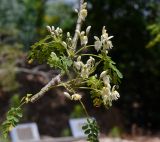 Moringa oleifera. Часть ветки с соцветиями. Израиль, Шарон, г. Тель-Авив, ботанический сад университета, в культуре. 14.06.2015.