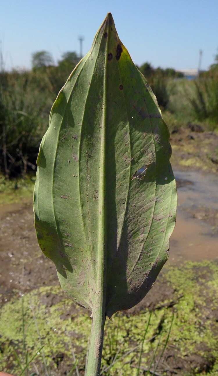 Image of Alisma plantago-aquatica specimen.