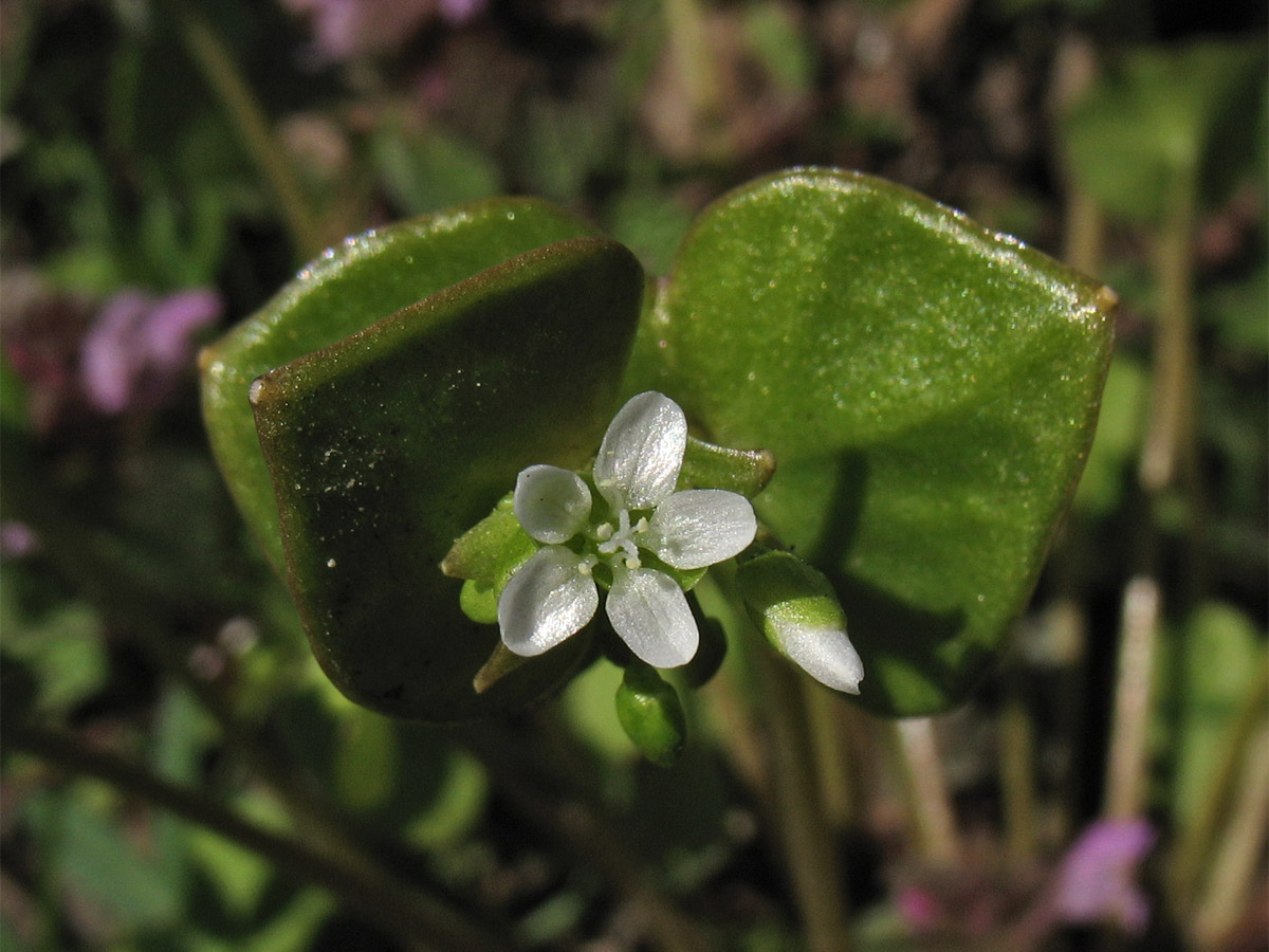 Изображение особи Claytonia perfoliata.