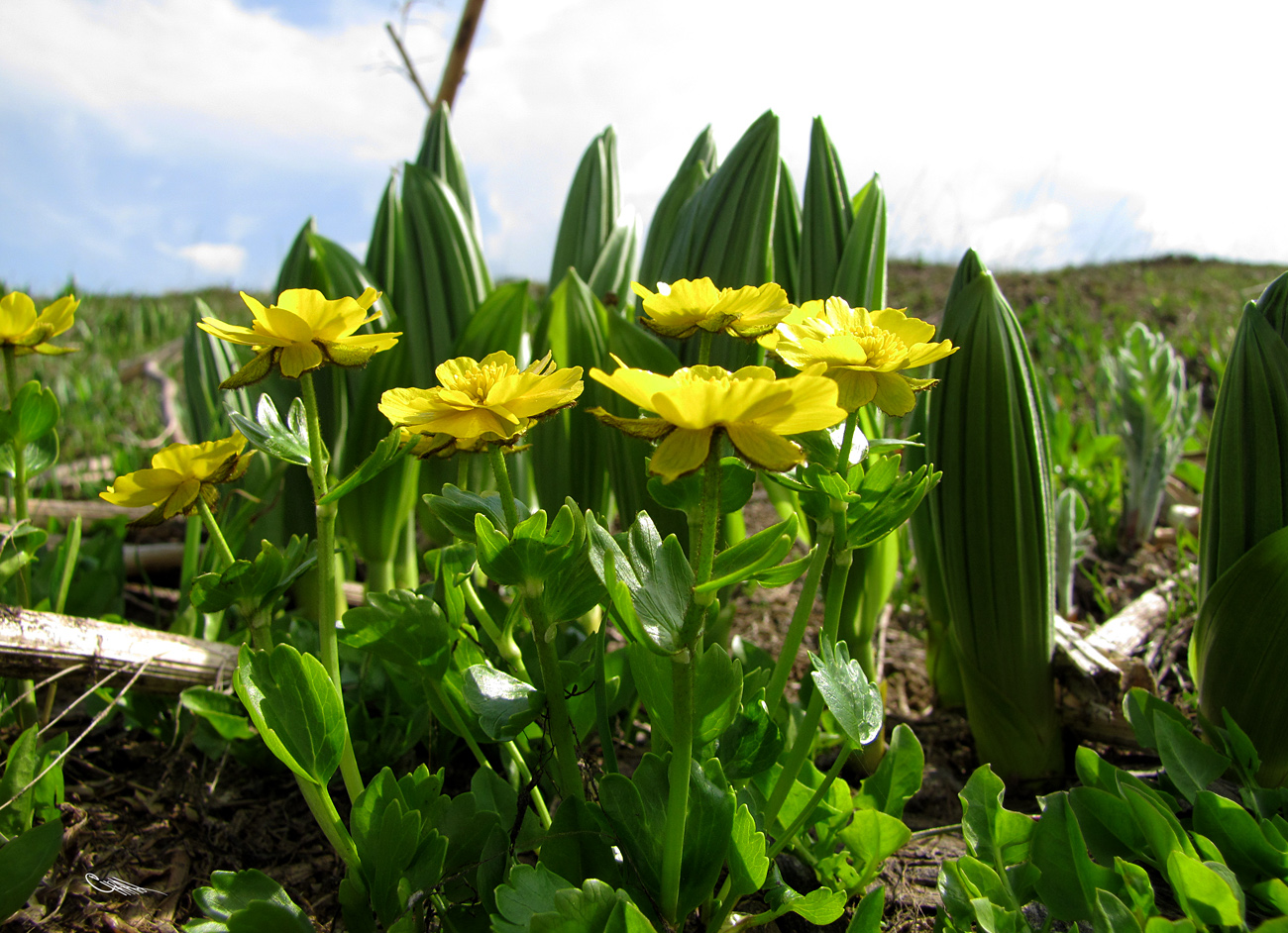 Изображение особи Ranunculus altaicus.