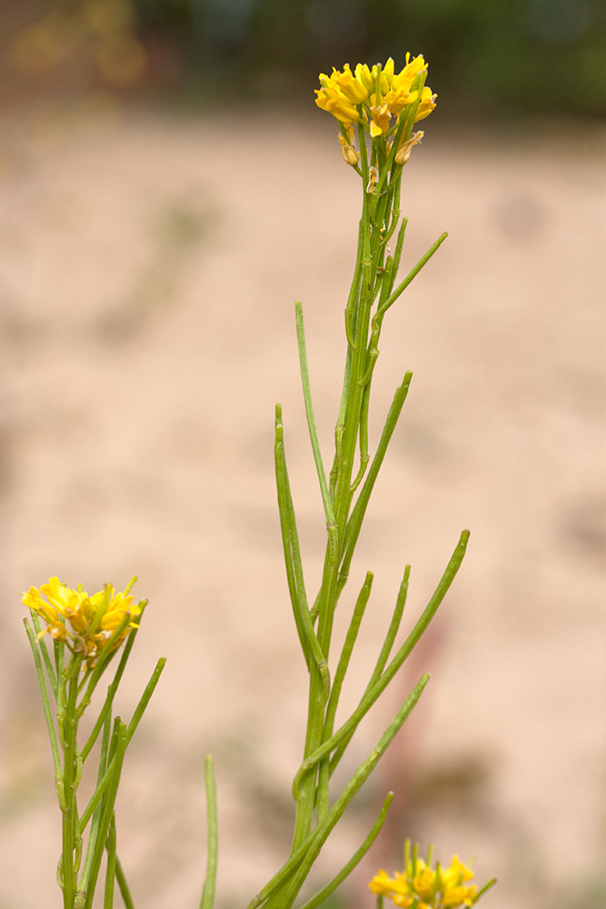 Image of Barbarea stricta specimen.