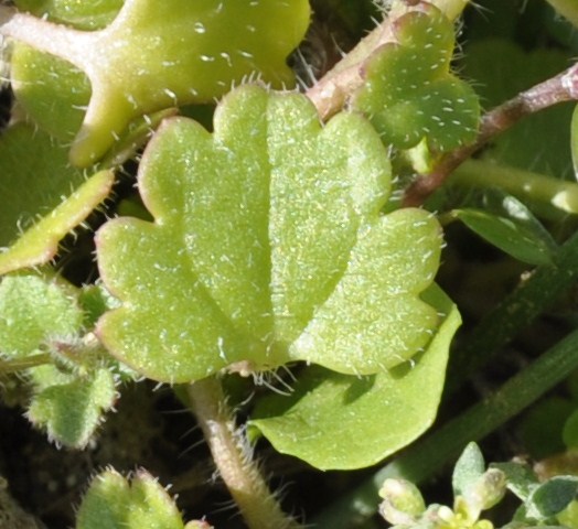 Image of Veronica cymbalaria specimen.